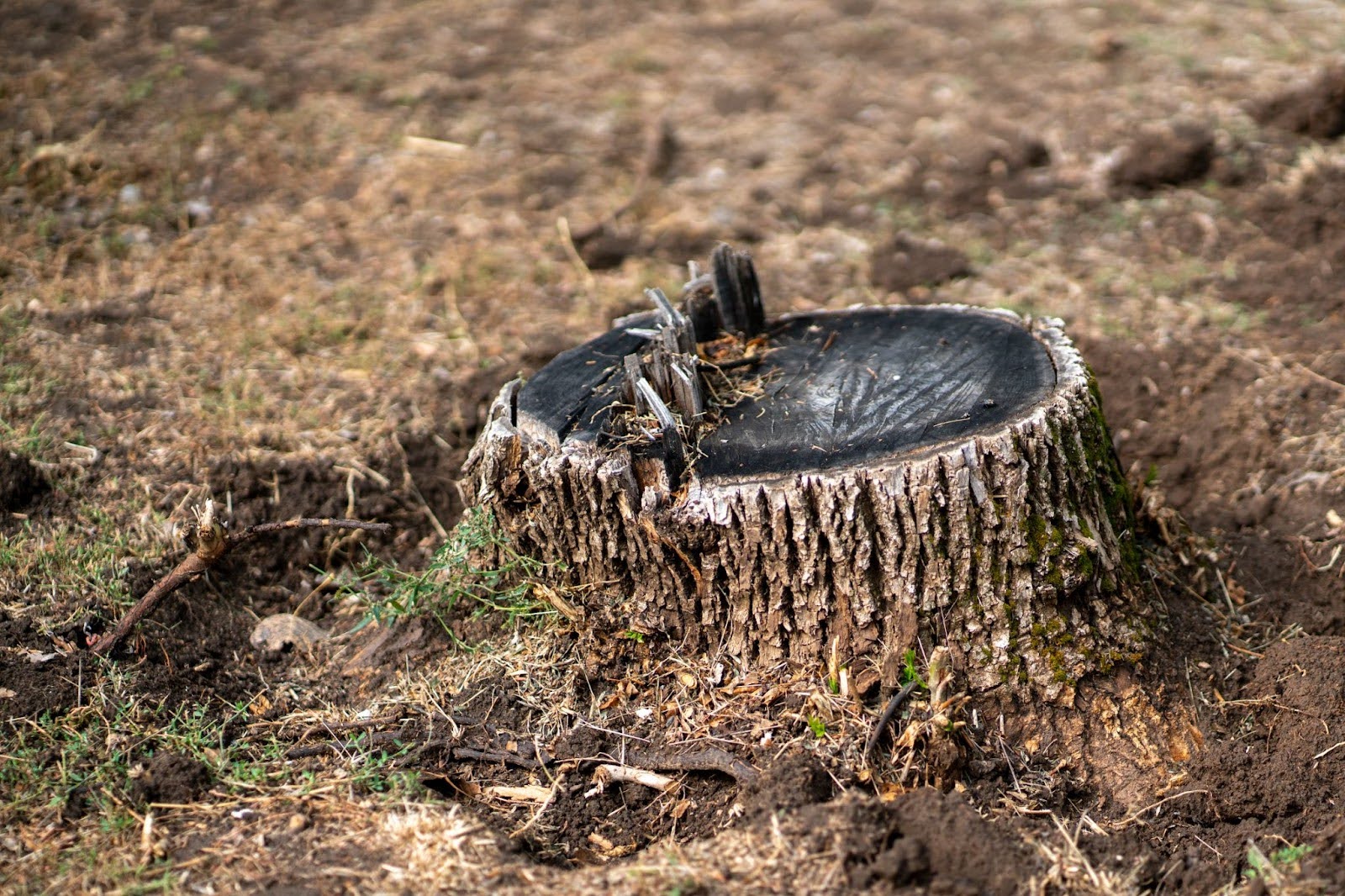 Close-up view of an old tree stump in a backyard lawn.
