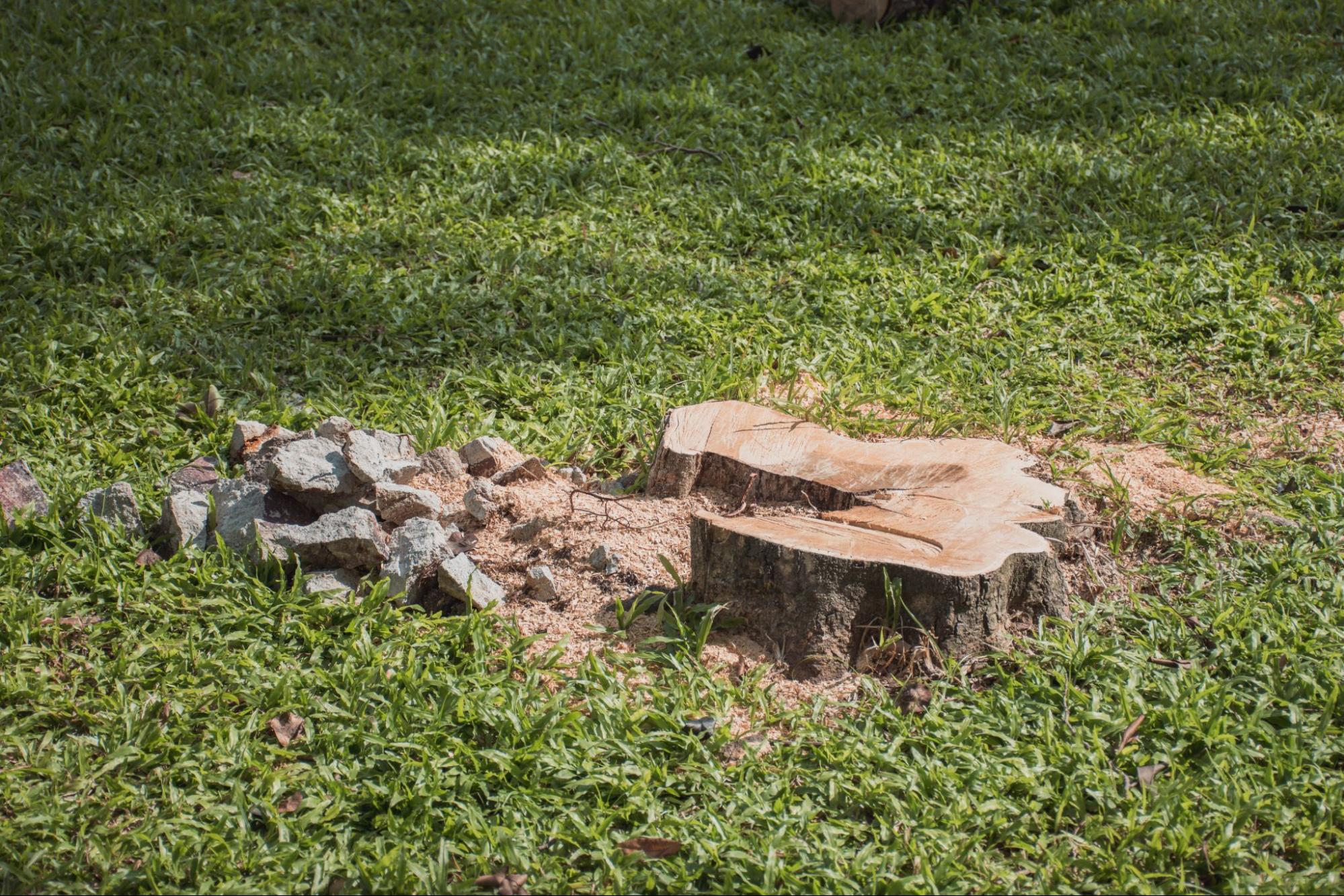 A tree stump and wood chips in the middle of a garden.