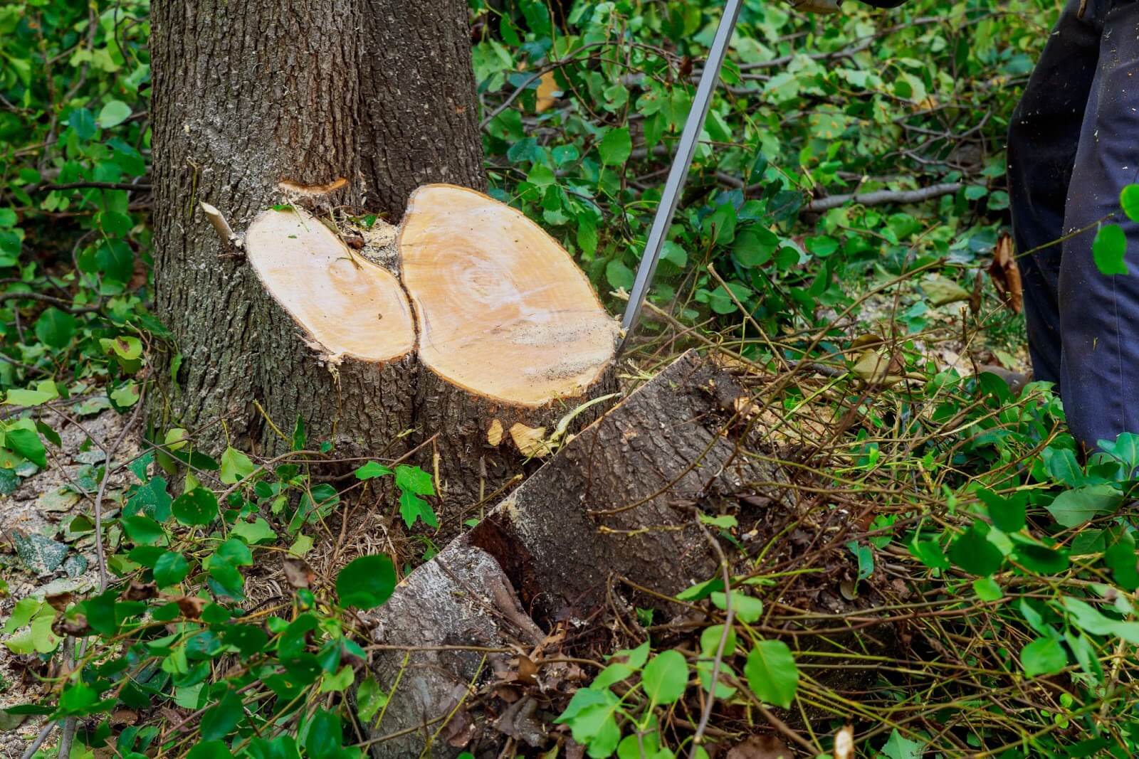 Professional tree and stump removal using a chainsaw.