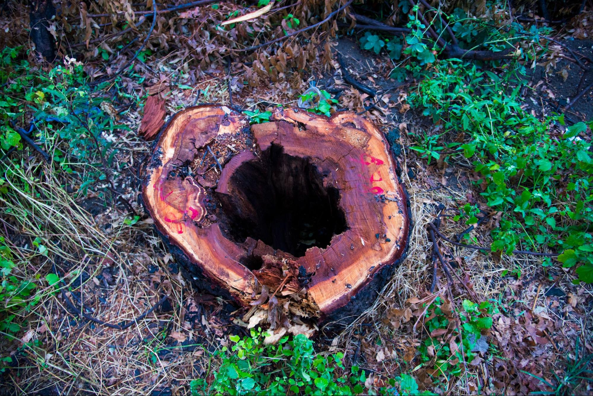 Top view of a fresh tree stump with a center hole.
